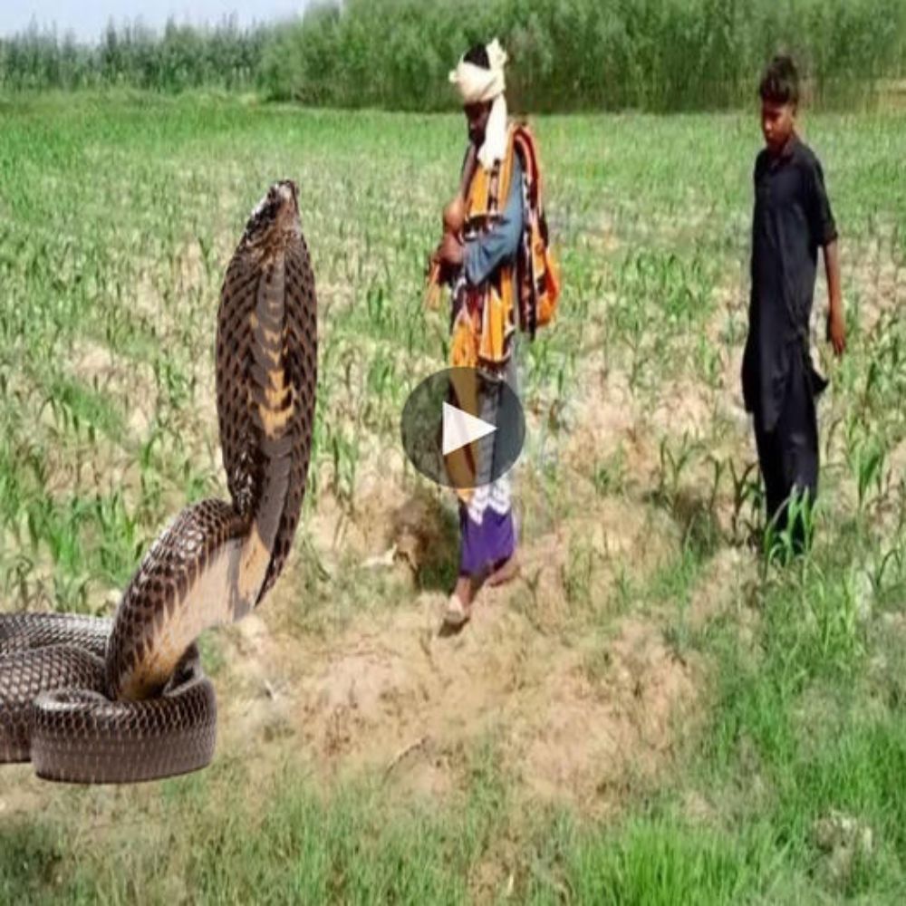 The Encounter: Boy Confronts Venomous Snake on a Fateful Field Crossing – The Astonishing Tale of Snakes and Jogi ‎