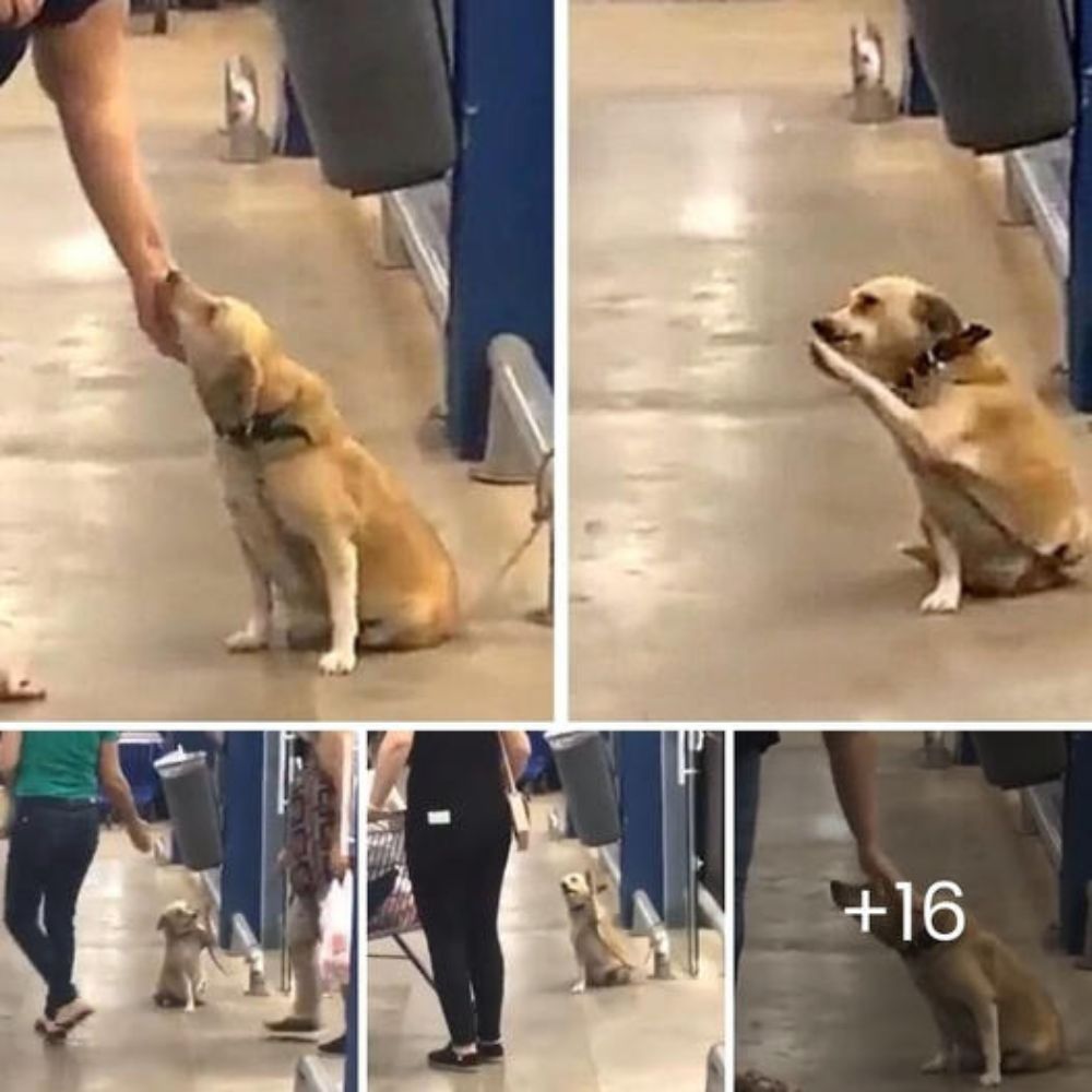 Un perro abandonado, dejado en la puerta de un supermercado, busca un nuevo hogar a través de un comportamiento enternecedor que cautiva los corazones de quienes lo rodean.