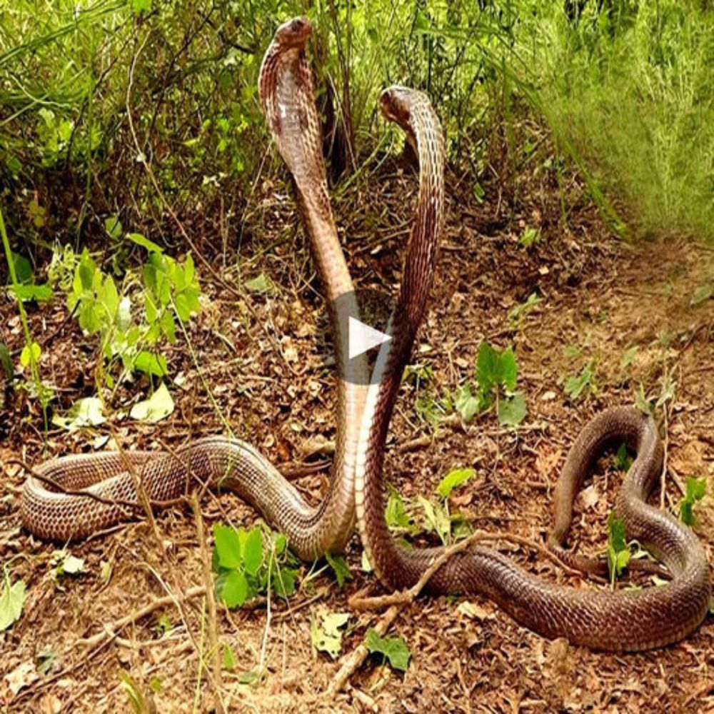 Serpent Sanctum: Captivating Footage of Majestic Cobras in their Wild Paradise ‎