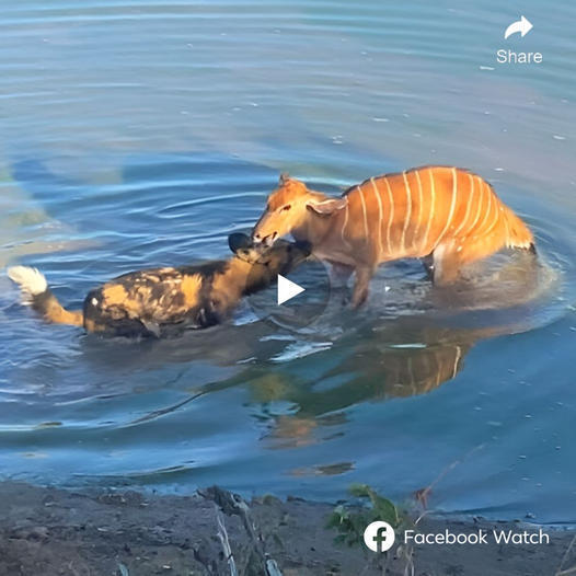 In a wіɩd twist, a Nyala, саᴜɡһt by a lone wіɩd dog, dove into water, dragging the dog. Its distress calls alerted nearby lions, who intervened and rescued it. -ta