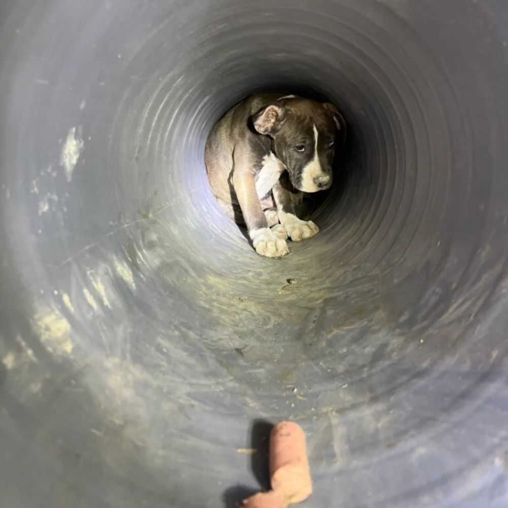 Perro adulto encontrado refugiándose en las tuberías de un sitio de construcción, enfrentando un peligro inminente y necesitando asistencia inmediata.